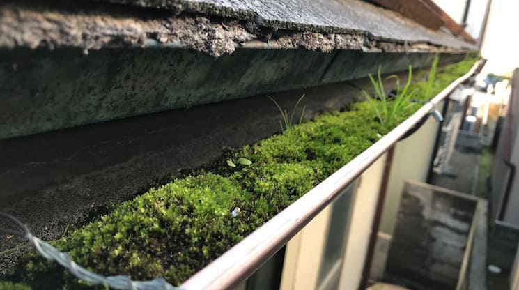 雨樋のゴミ溜まり